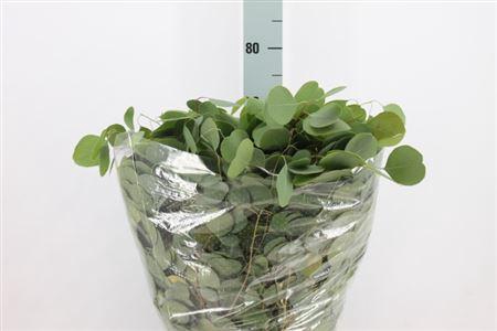 <h4>Euca Populus Blad Lang 400gr</h4>