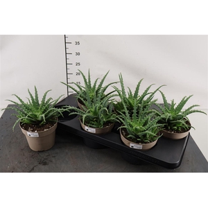 Aloe 14 Cm. P. Arborescens