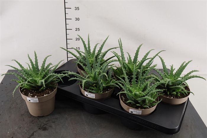 <h4>Aloe 14 Cm. P. Arborescens</h4>