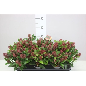Skimmia Jap. Rubella 9+