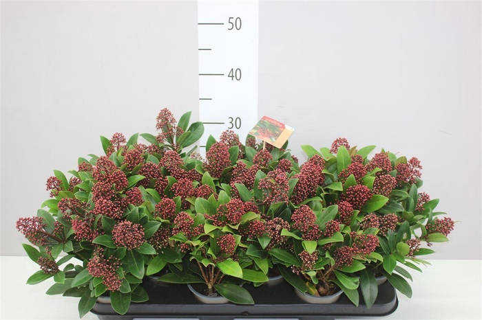 <h4>Skimmia Jap. Rubella 9+</h4>