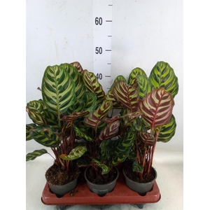 Calathea makoyana