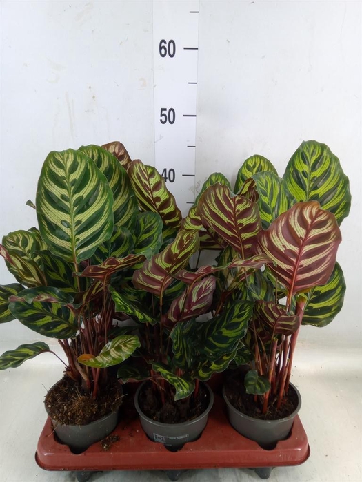 <h4>Calathea makoyana</h4>