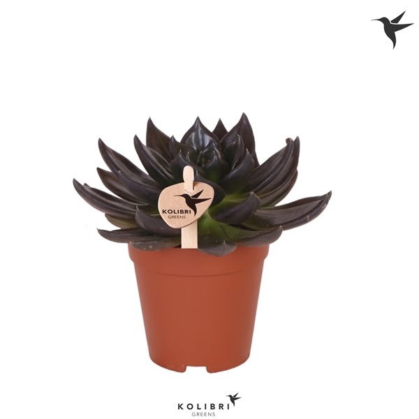 <h4>Kolibri Greens Succulenten Echeveria Preta</h4>