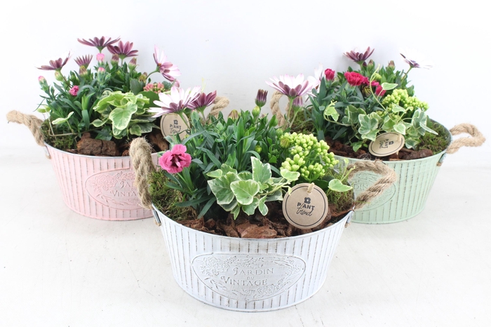 <h4>arr4 Outdoor PL - Zink ton vintage mix oor</h4>