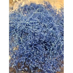 GESTABILISEERD GYPS MILLION STAR BLAUW