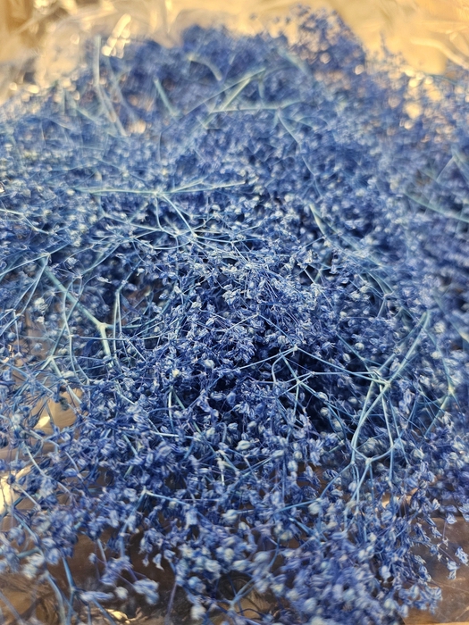 <h4>GESTABILISEERD GYPS MILLION STAR BLAUW</h4>