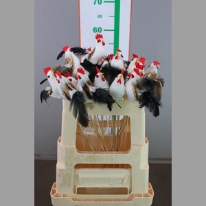 E. CHICKEN+VEREN 8 CM OP STOK