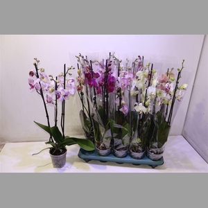 Phal Gem 5 Kl