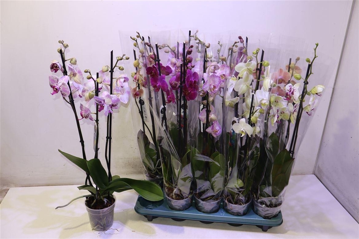 <h4>Phal Gem 5 Kl</h4>