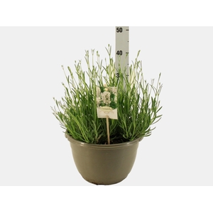 LAVAN AN AROMA WHITE