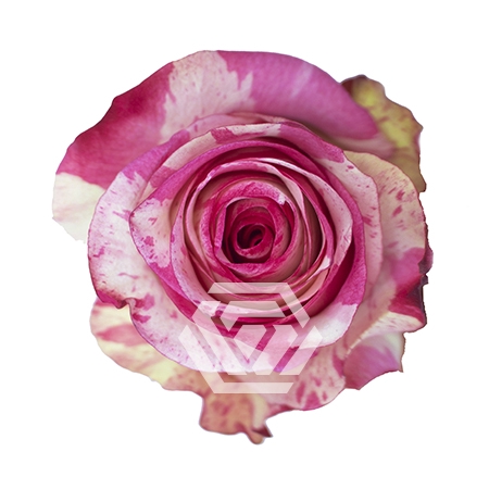 <h4>R GR MAGIC TIMES Tessa</h4>