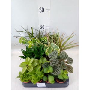 Planten  ..mix