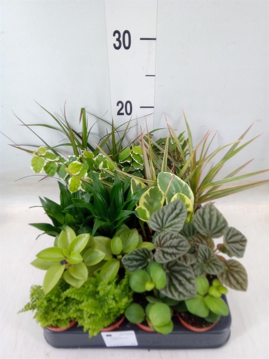 <h4>Planten  ..mix</h4>