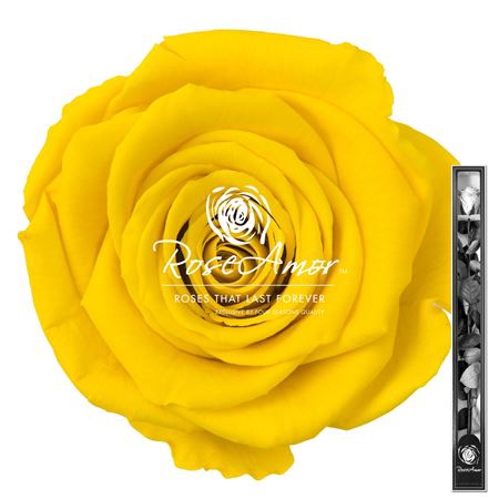 <h4>60cm Stem Yel02</h4>