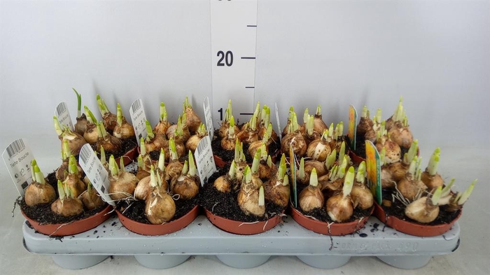 <h4>Narcissus   ...</h4>