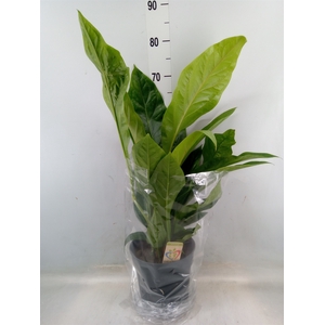 Anthurium elipticum 'Jungle Bush'