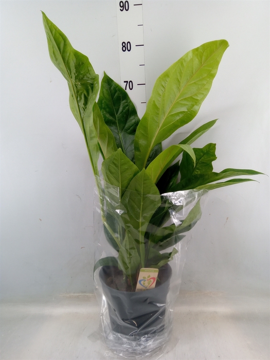 <h4>Anthurium elipticum 'Jungle Bush'</h4>