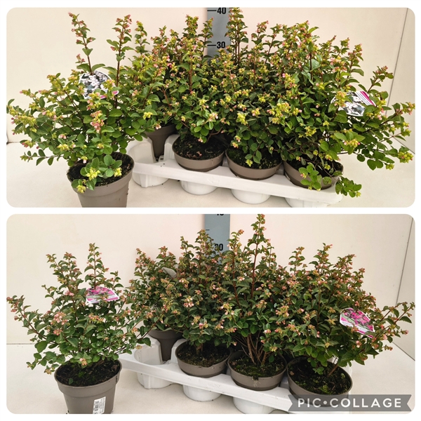 <h4>Symphoricarpos in Sorten 13T</h4>