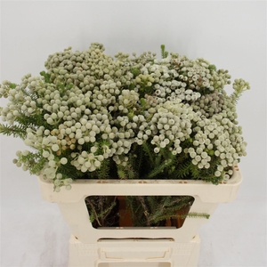 Berzelia Squarrosa (paleacea)