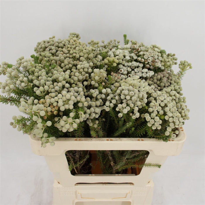 <h4>Berzelia Squarrosa (paleacea)</h4>