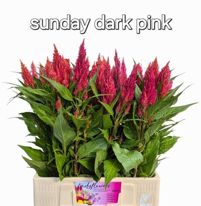 CEL P SUNDAY D PINK