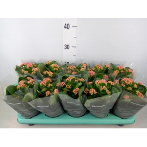 Kalanchoe blos. 'Serenity Pink'