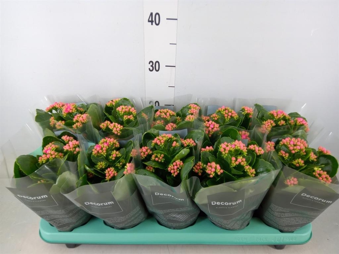 <h4>Kalanchoe blos. 'Serenity Pink'</h4>