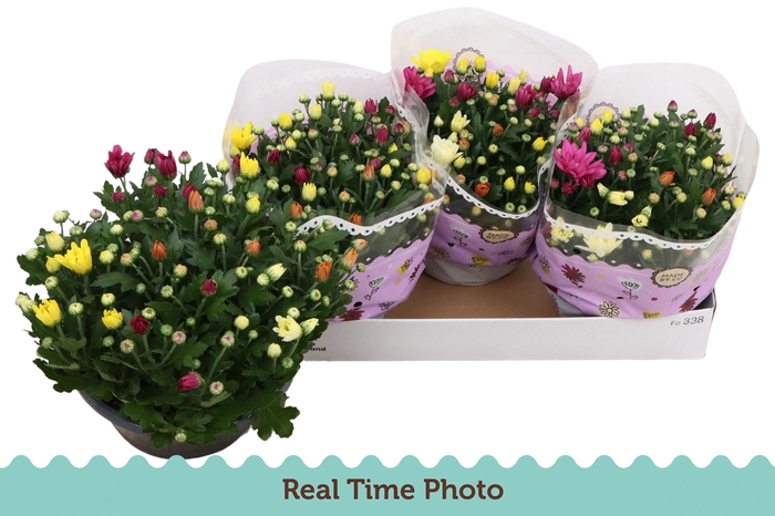 <h4>CHRYS GEM IN POT</h4>