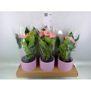 Anthurium andr. 'Joli'