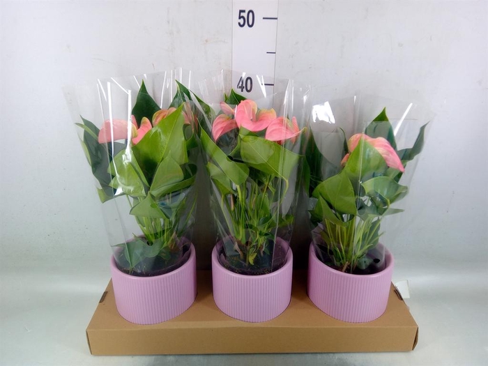<h4>Anthurium andr. 'Joli'</h4>