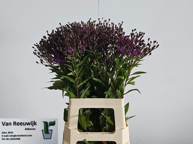 <h4>VERNONIA CRINITA</h4>