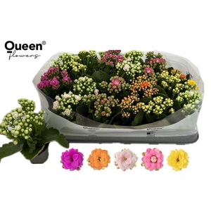 KALAN CALAN QUEEN MIX P6
