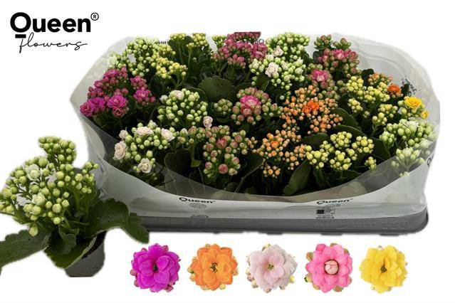 <h4>KALAN CALAN QUEEN MIX P6</h4>