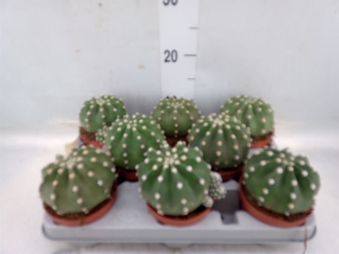 <h4>Echinopsis oxygona</h4>