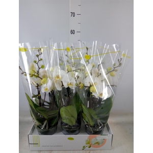 Phalaenopsis   ...white