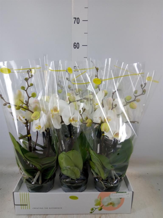 <h4>Phalaenopsis   ...white</h4>