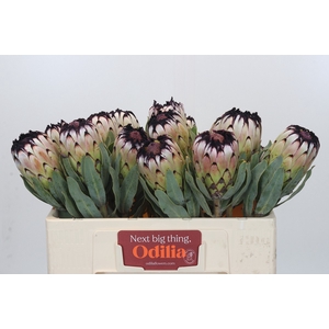 Protea Niobe