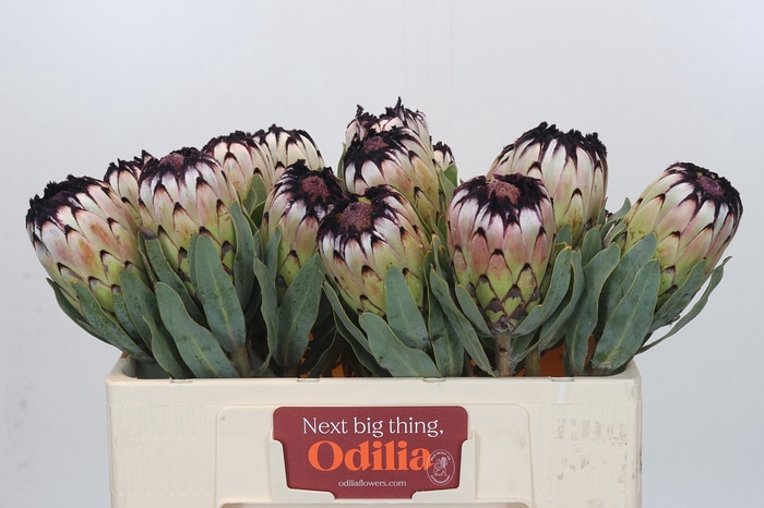 Protea Niobe