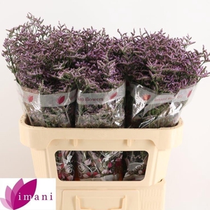 LIM SAF LILAC