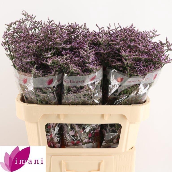 <h4>LIM SAF LILAC</h4>