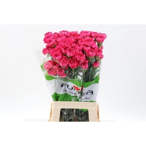 Dianthus st oviedo