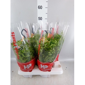 Aeschynanthus  'Japhrolepis'