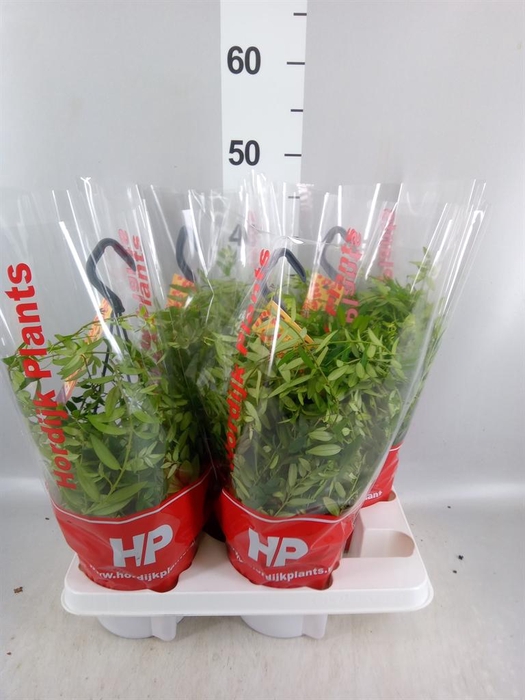 <h4>Aeschynanthus  'Japhrolepis'</h4>