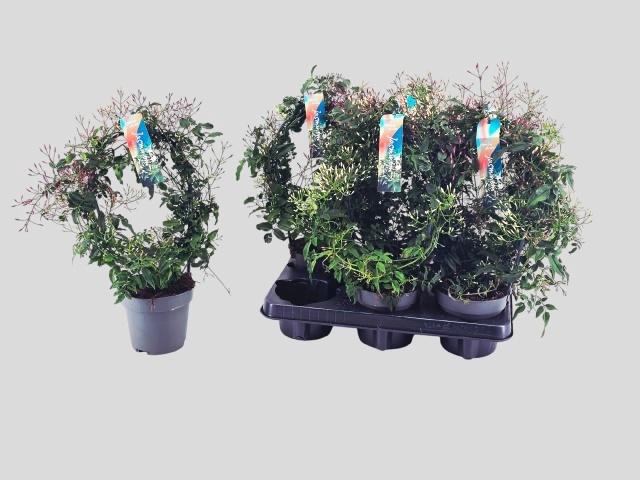 <h4>JASM POLYANTHUM WIT</h4>