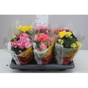 Begonia Du Gemengd