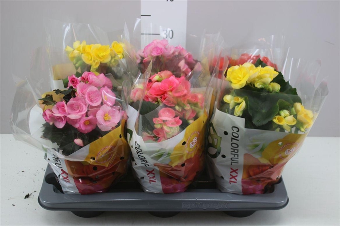 <h4>Begonia Du Gemengd</h4>