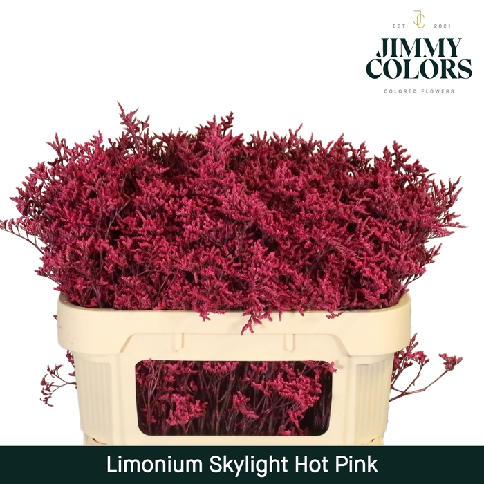 Limonium Skylight L70 Hot pink