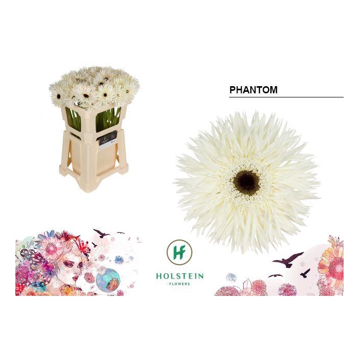 <h4>Ge Gs Gersp Phantom</h4>