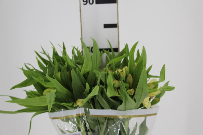 ALSTROEMERIA BOA VISTA 080 CM